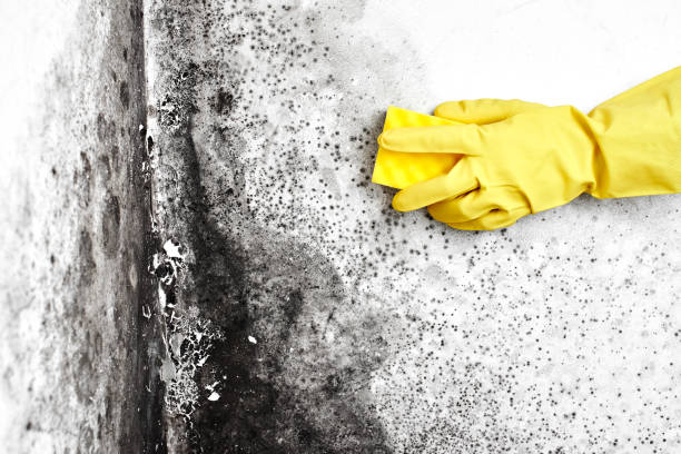 Best HVAC Mold Remediation in Granite, OK