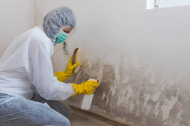 Best Residential Mold Remediation in Granite, OK