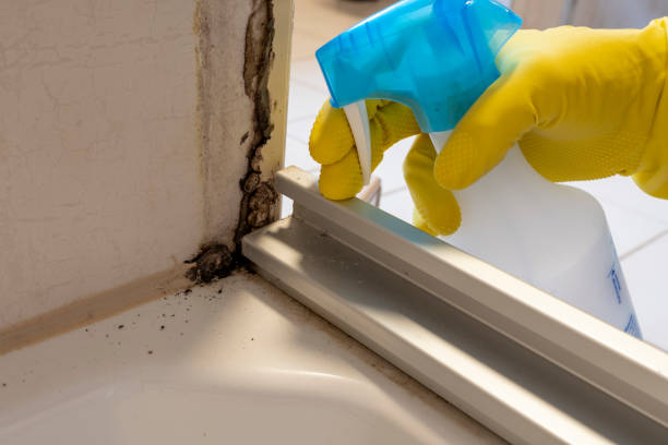 Best Localized Mold Remediation (e.g., coastal areas, humid climates) in Granite, OK