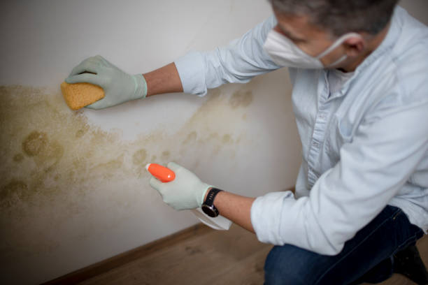 Best Mold Remediation for Specific Building Types in Granite, OK