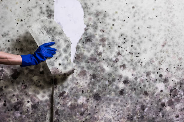 Best Insurance-Related Mold Remediation in Granite, OK