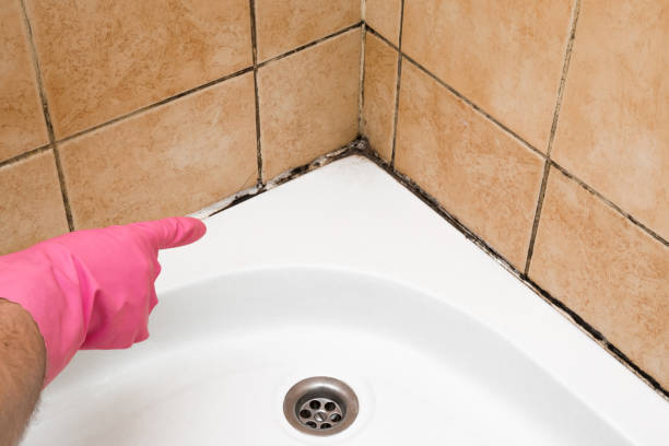 Best White Mold Remediation in Granite, OK