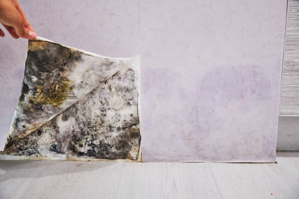Reliable Granite, OK Mold Remediation Solutions
